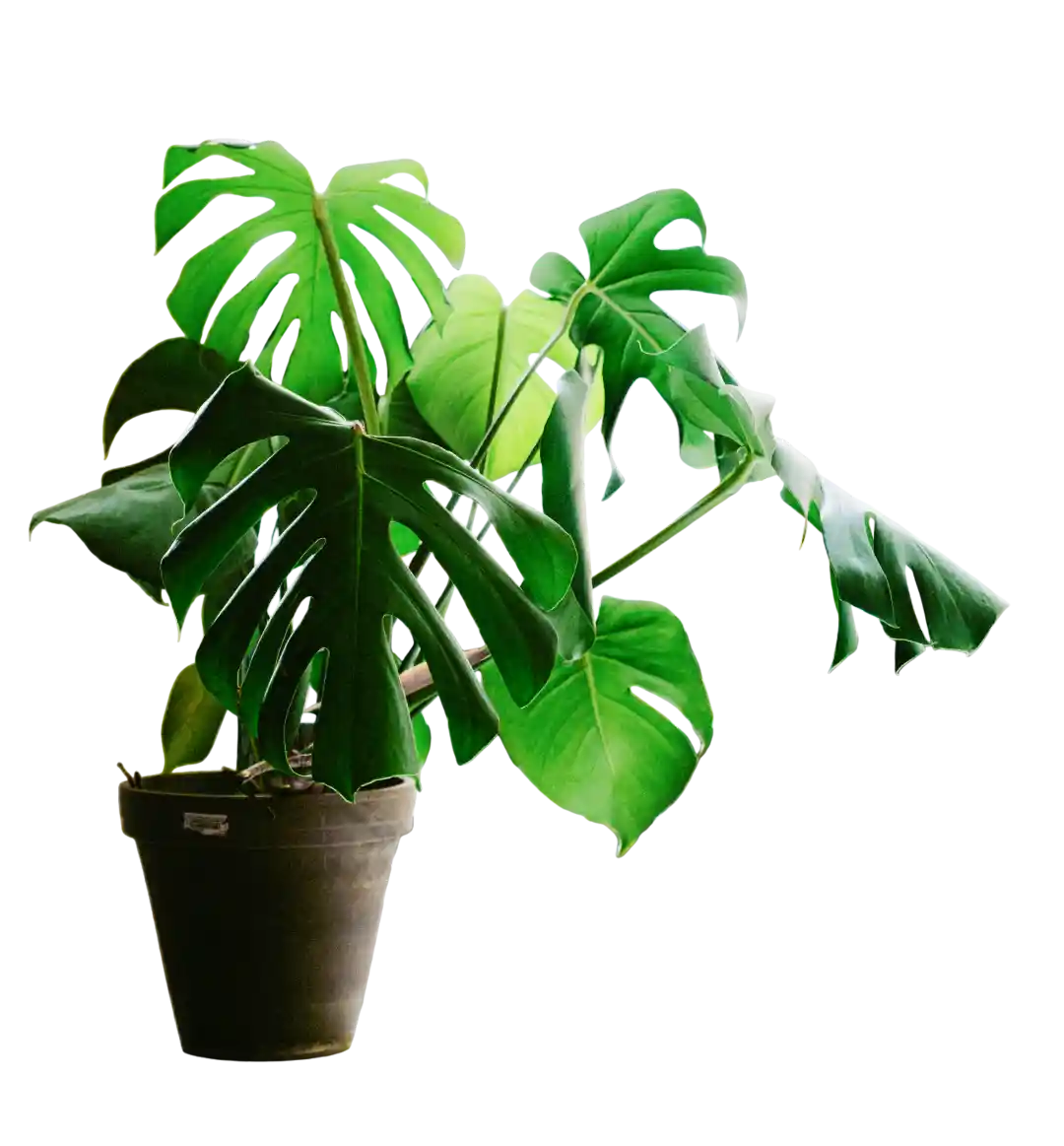 thumb for Monstera Deliciosa Plant Png Swiss Cheese Plant Png Tropical Houseplant Png