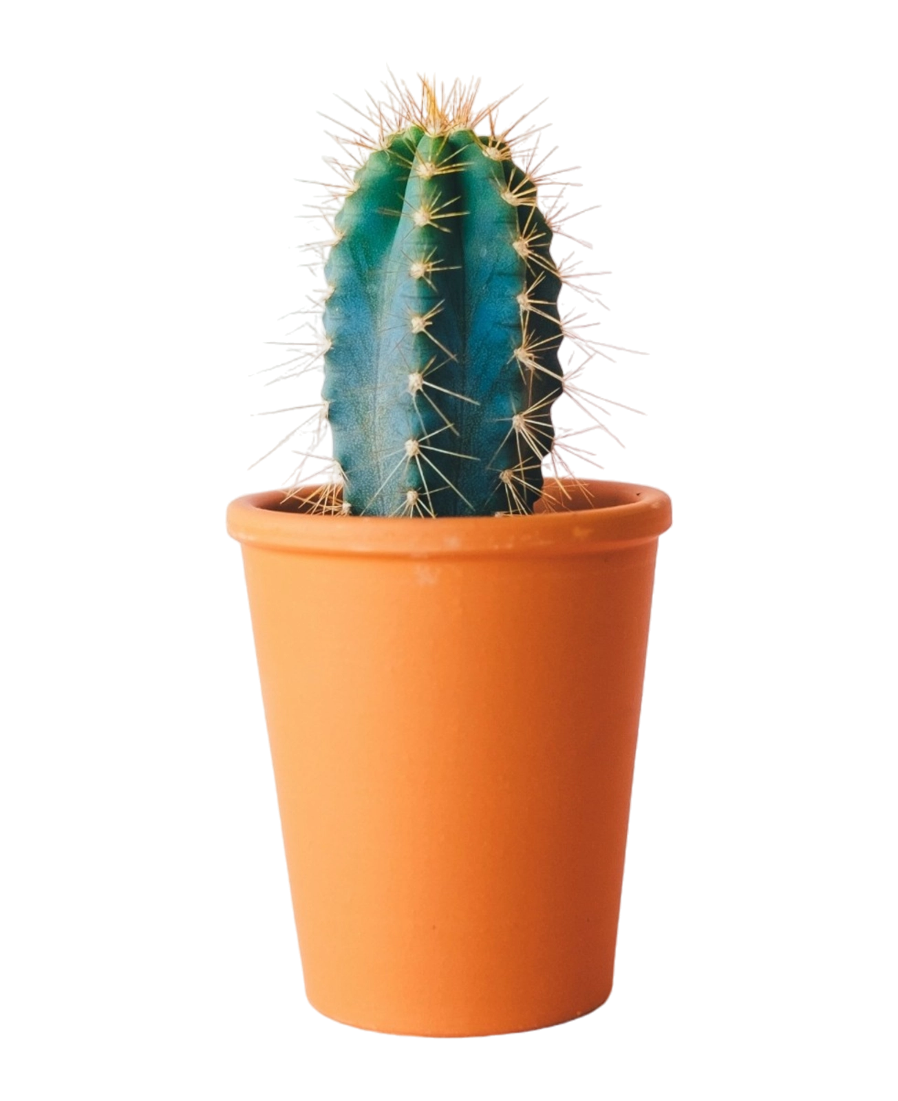 thumb for Cactus Pot PNG