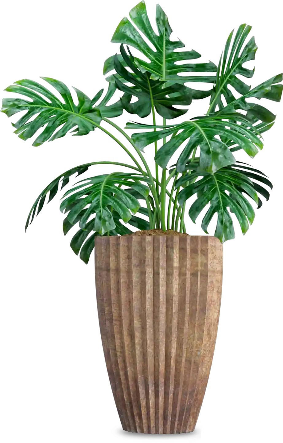 thumb for Monstera Deliciosa Plant In Textured Pot PNG