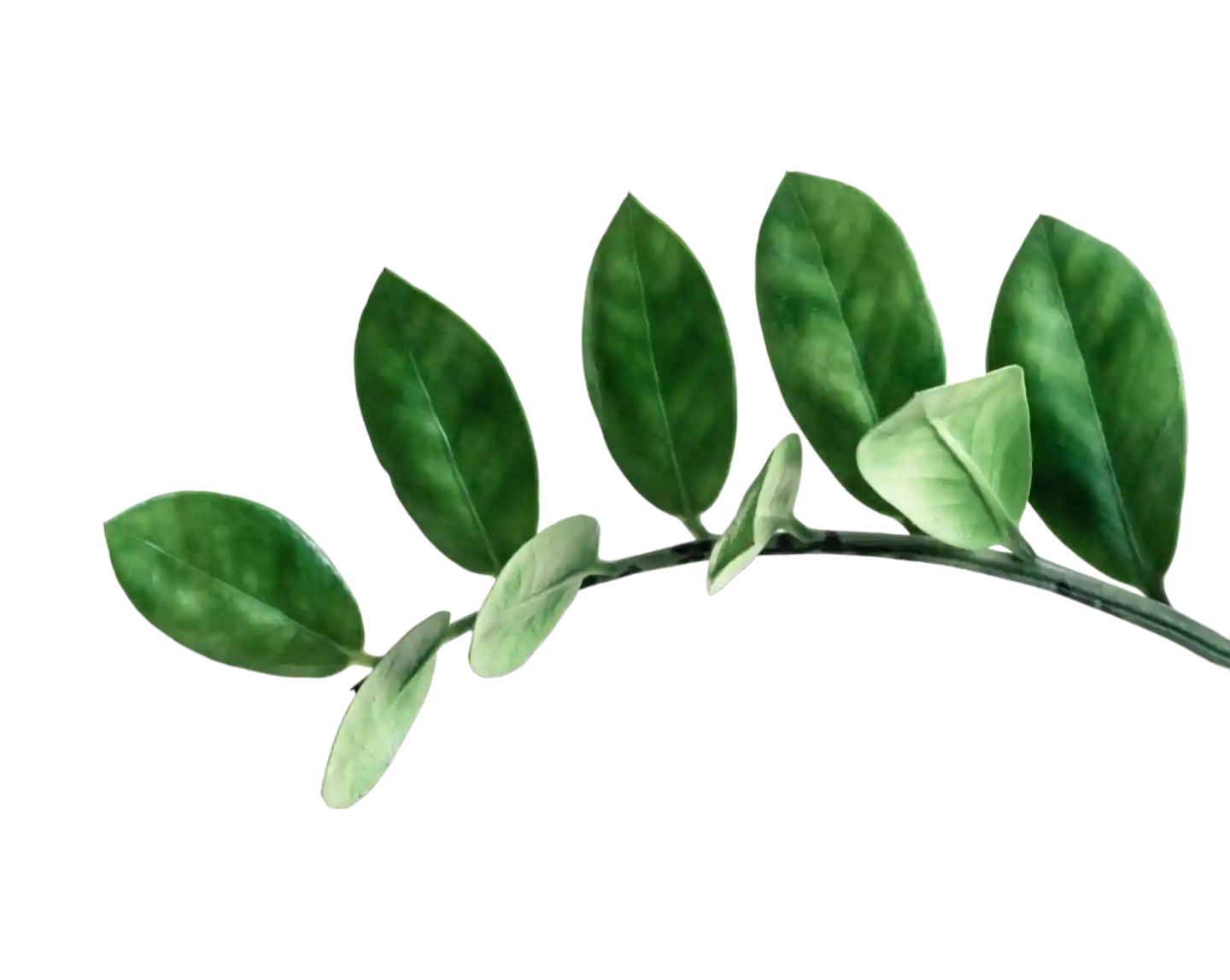 thumb for Branch With Green Leaves PNG