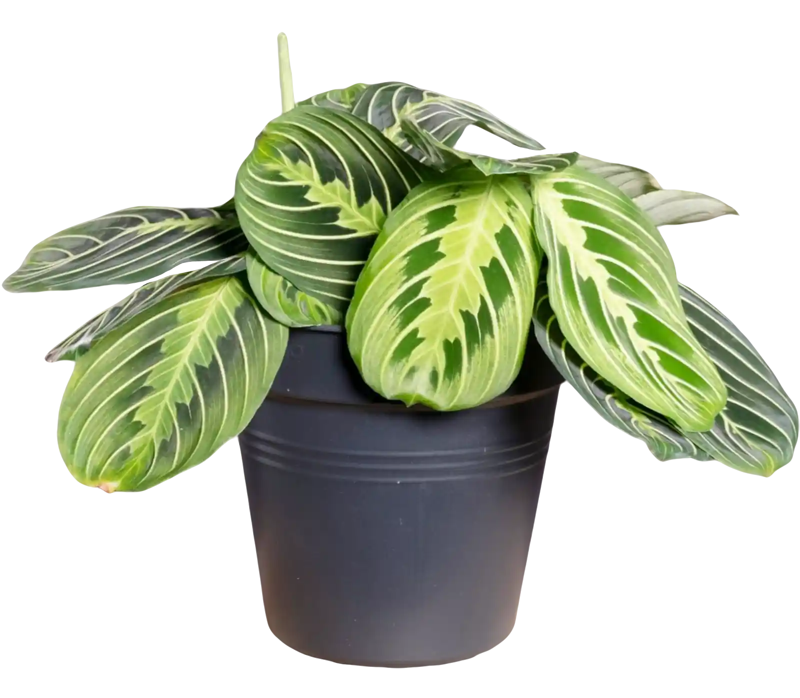 thumb for Maranta Leuconeura Prayer Plant In Black Plastic Pot PNG