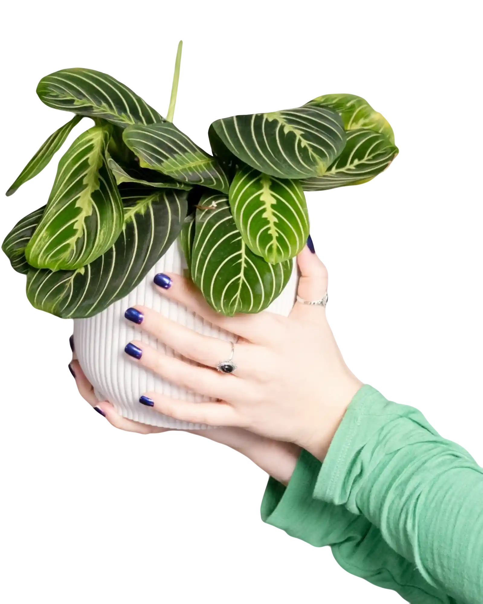 thumb for Prayer Plant In White Speckled Ceramic Pot PNG