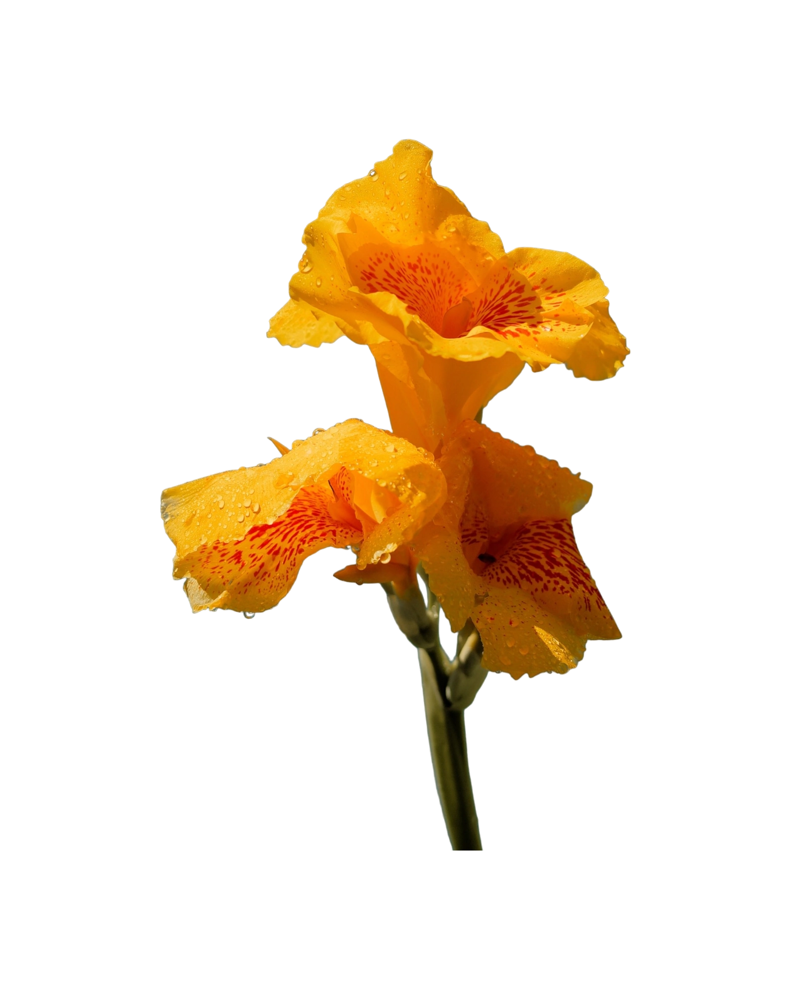 thumb for Canna Flower PNG