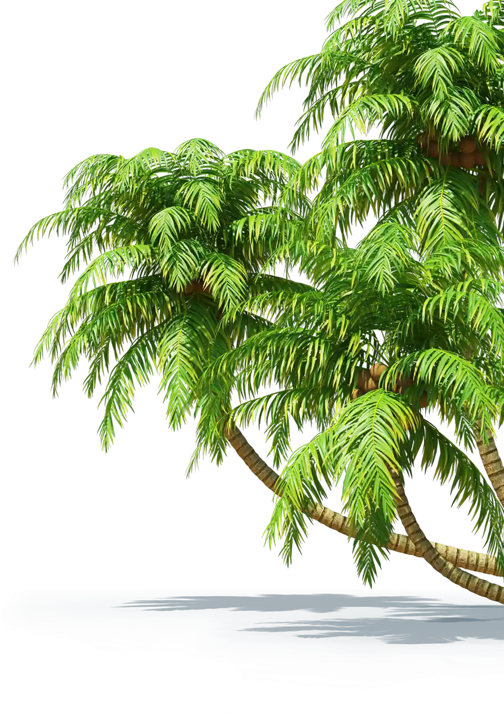 thumb for Coconut Palm Trees PNG, Tropical Trees PNG, Palm Tree Cluster PNG, Beach Scene PNG, Island Paradise PNG, Palm Trees PNG, Coconut Palm Trees With Green Leaves And Coconuts PNG