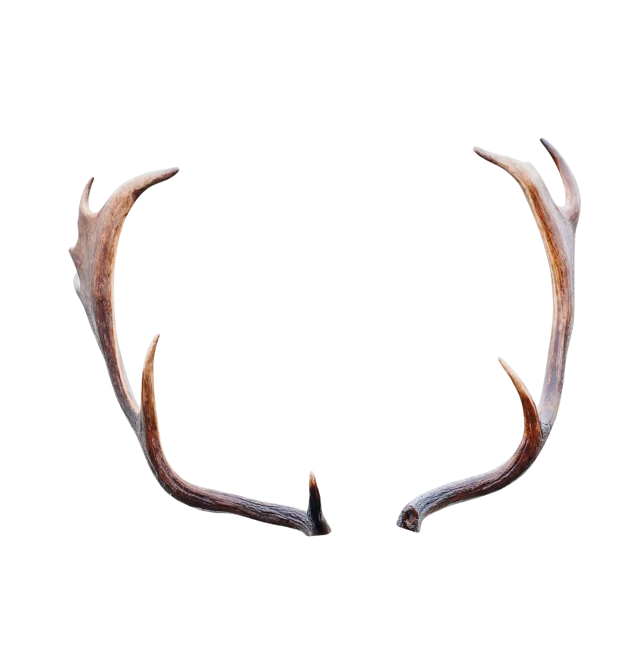 thumb for Deer Antlers PNG, Antlers PNG, Buck Antlers PNG