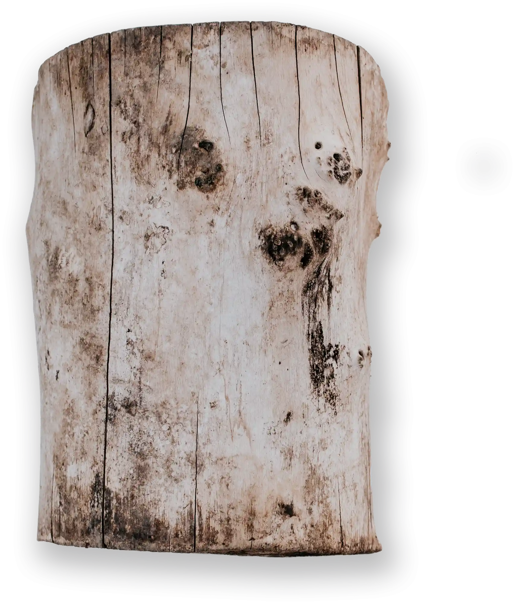 thumb for Tree Trunk Slice Stump Side PNG