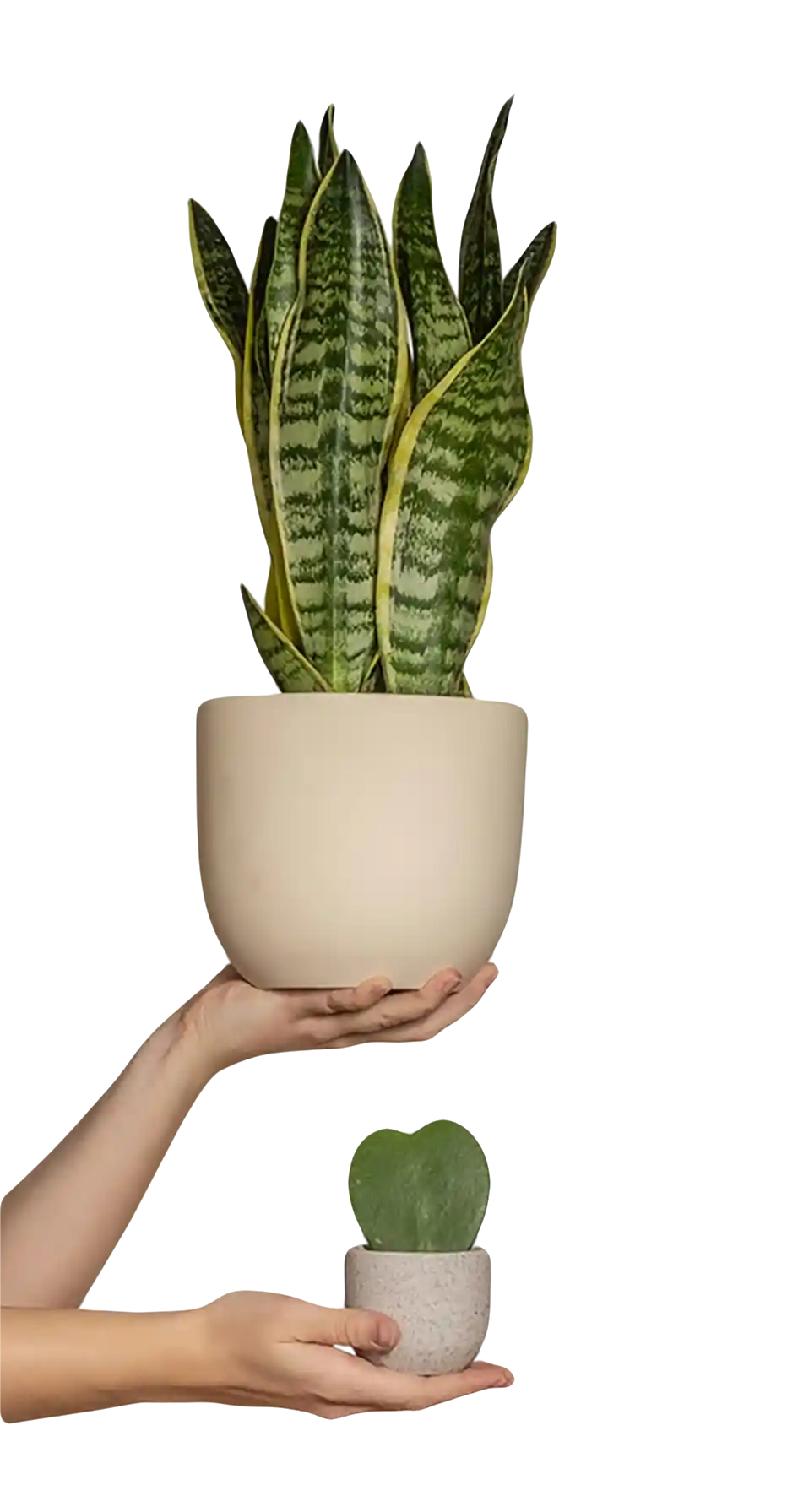 thumb for Snake Plant And Heart Leaf Succulent Pair PNG