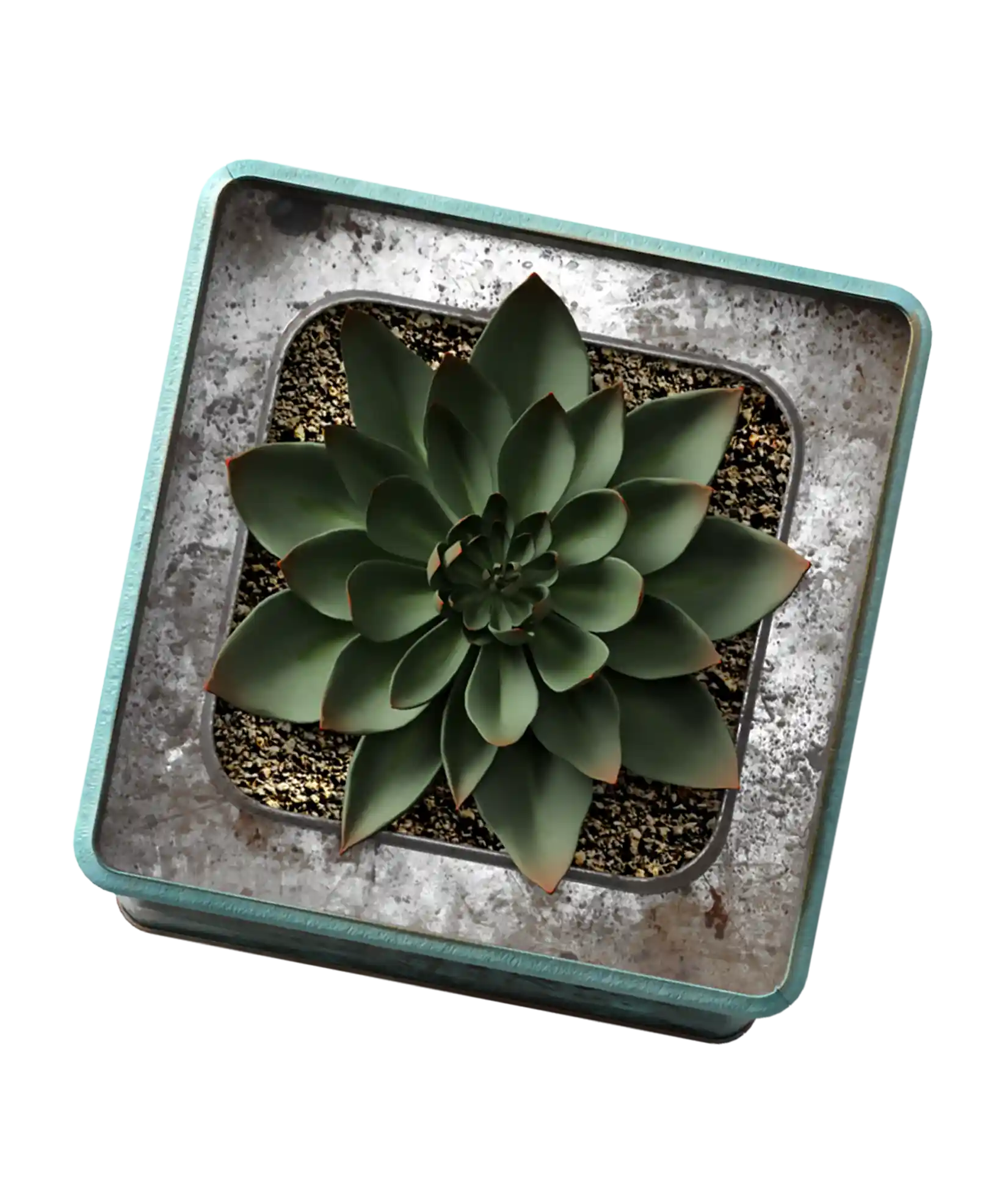 thumb for Succulent In A Square Metal Planter PNG