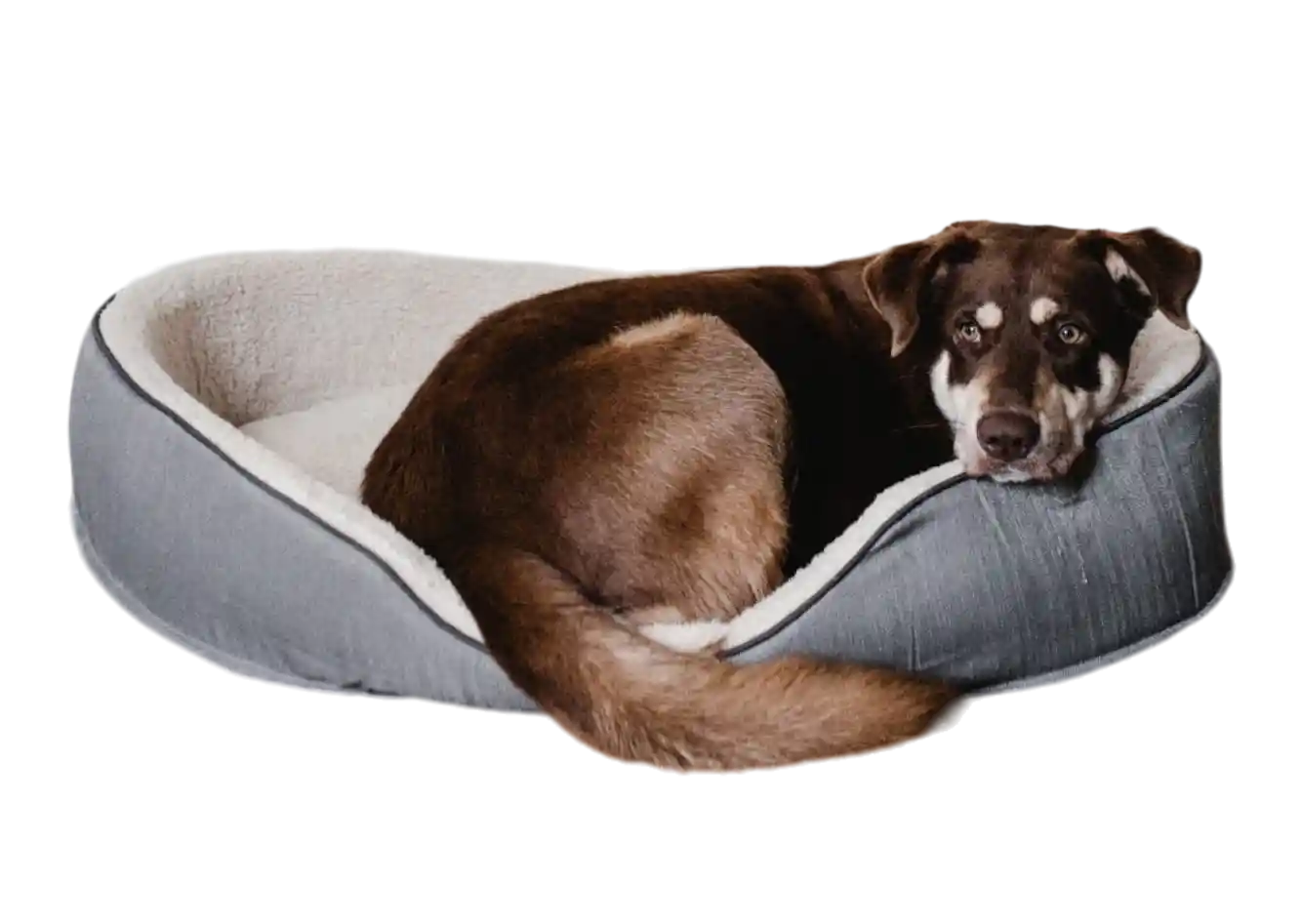 thumb for Dog Laying In A Dog Bed PNG