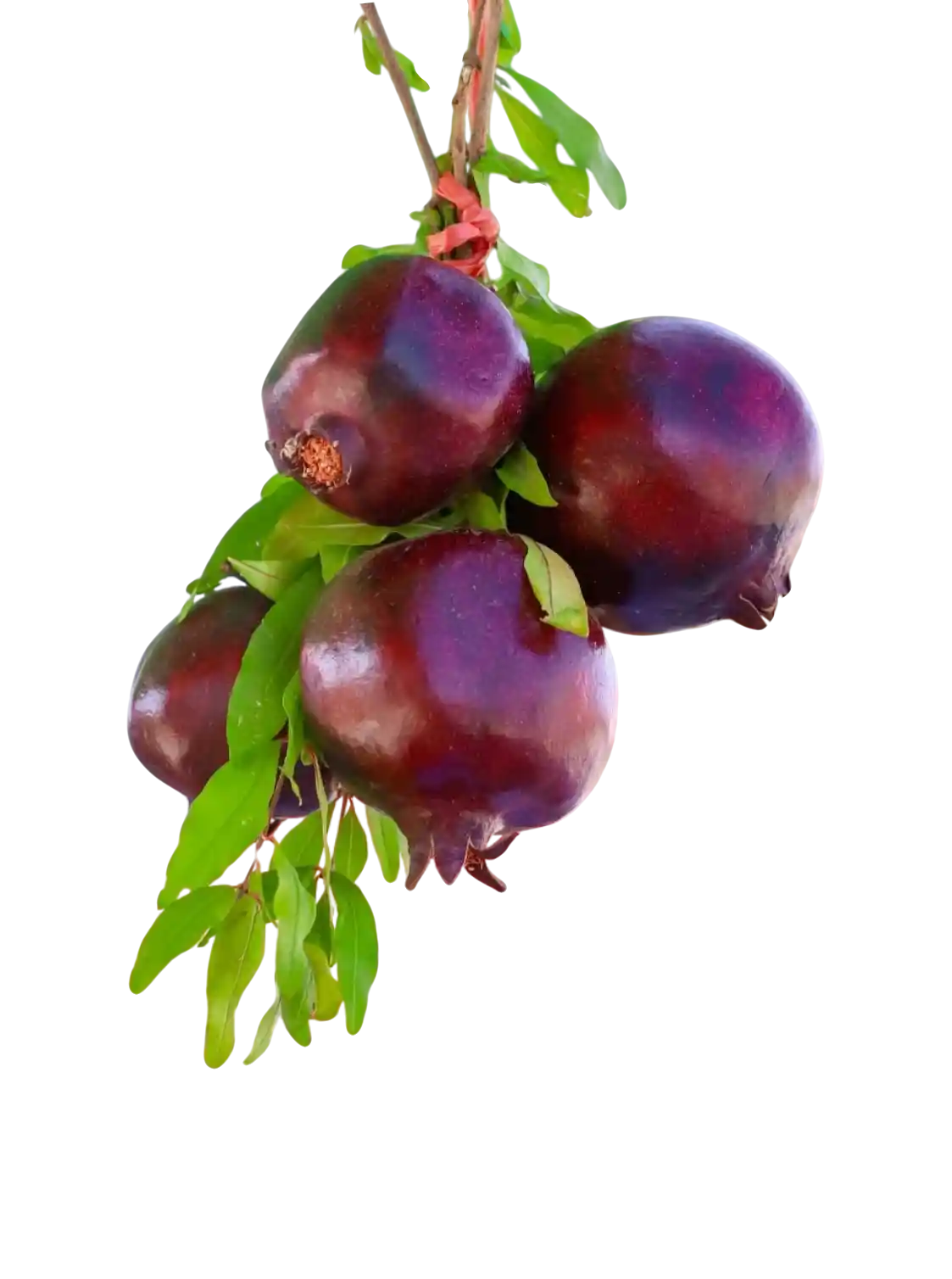 thumb for Red Pomegranates On Tree PNG