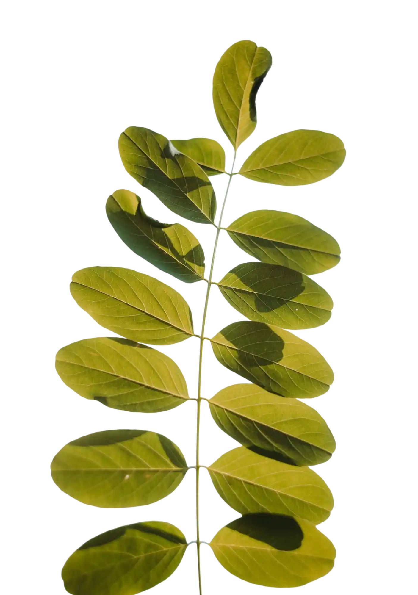 thumb for Branch With Leaves PNG