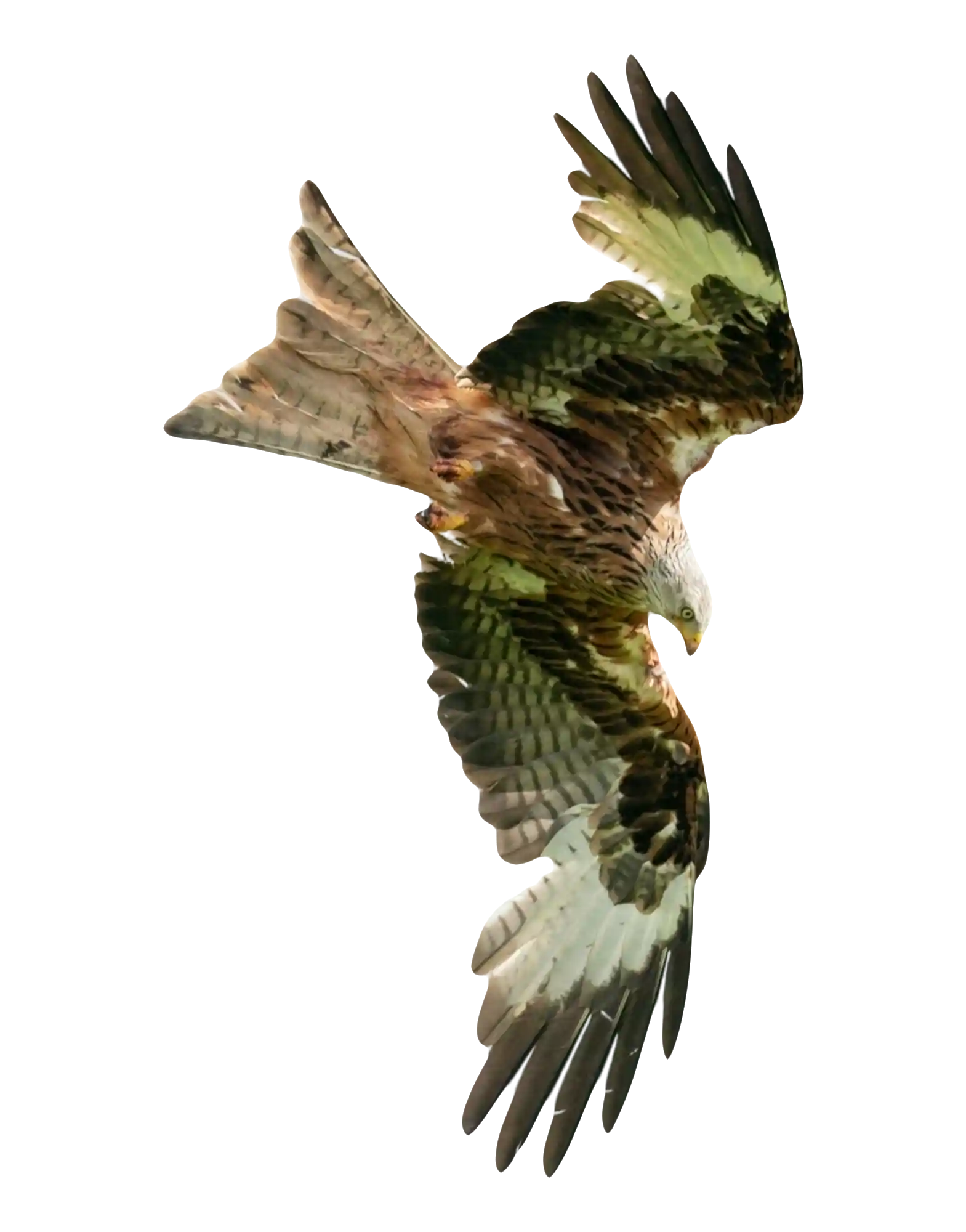 thumb for Red Kite PNG