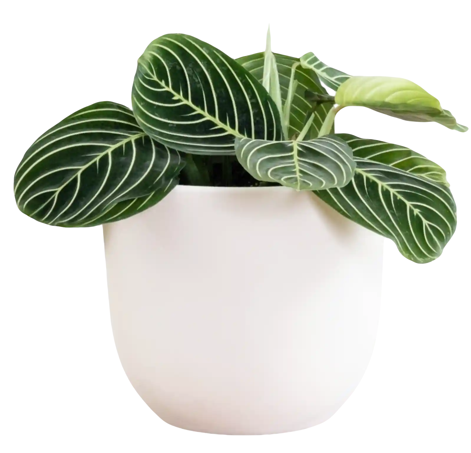 thumb for Maranta Leuconeura Prayer Plant In White Speckled Ceramic Pot PNG