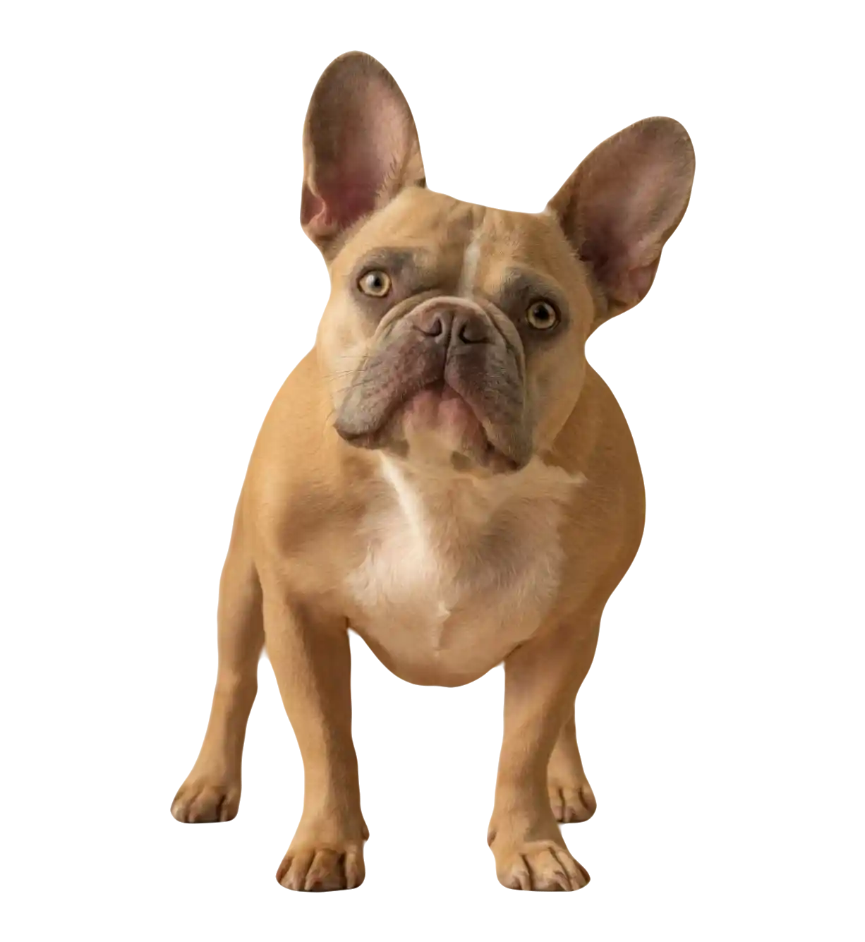 thumb for French Bulldog PNG