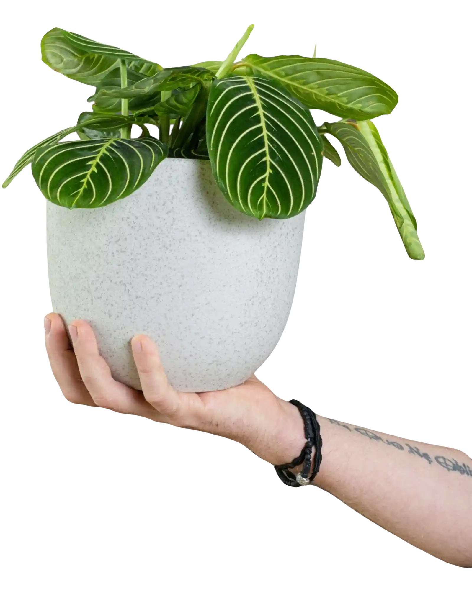 thumb for Maranta Leuconeura Prayer Plant In White Speckled Ceramic Pot PNG