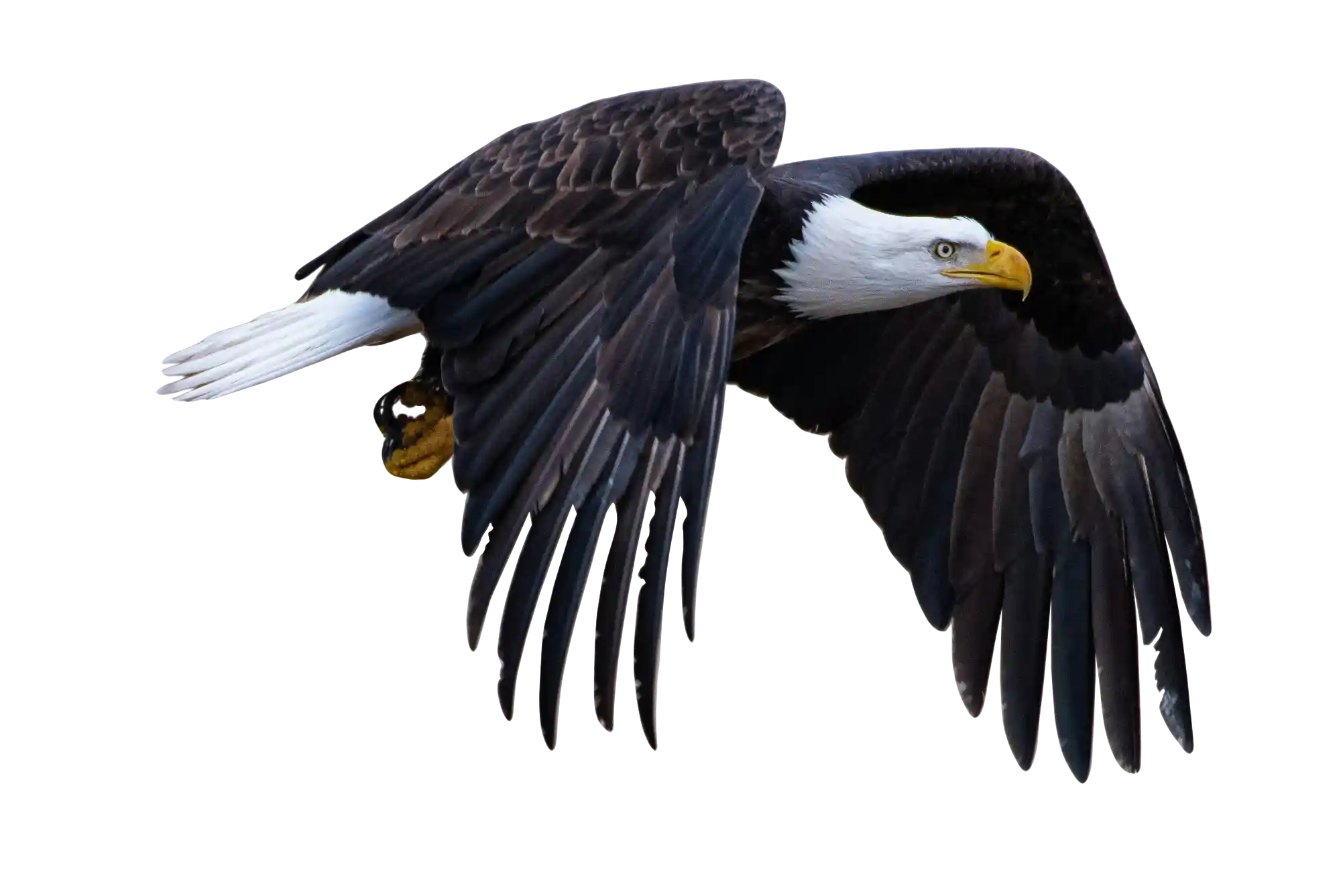 thumb for Soaring Bald Eagle Wings Outstretched PNG