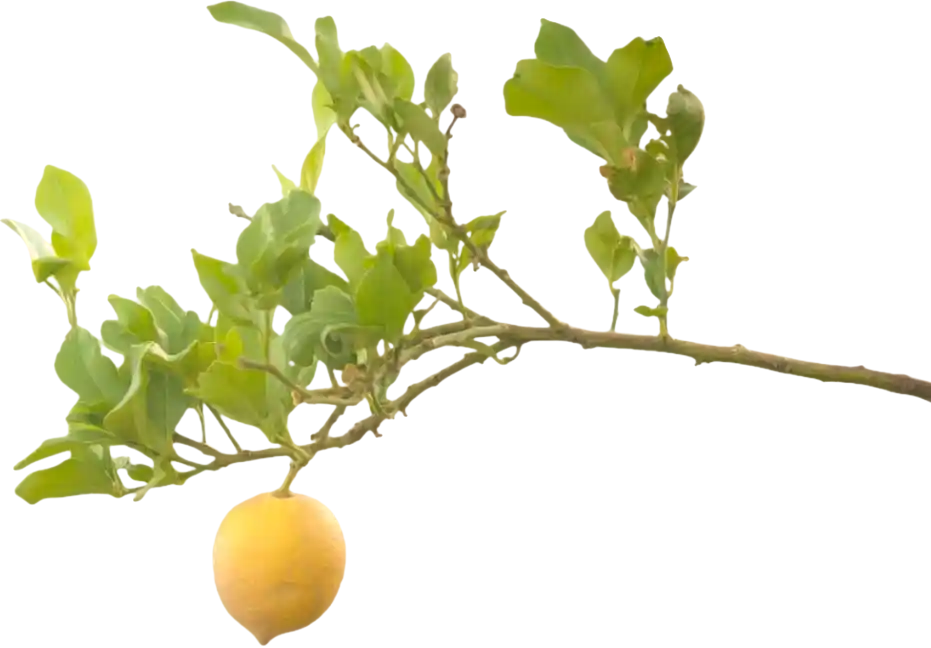 thumb for Fresh Lemon On Tree Branch PNG