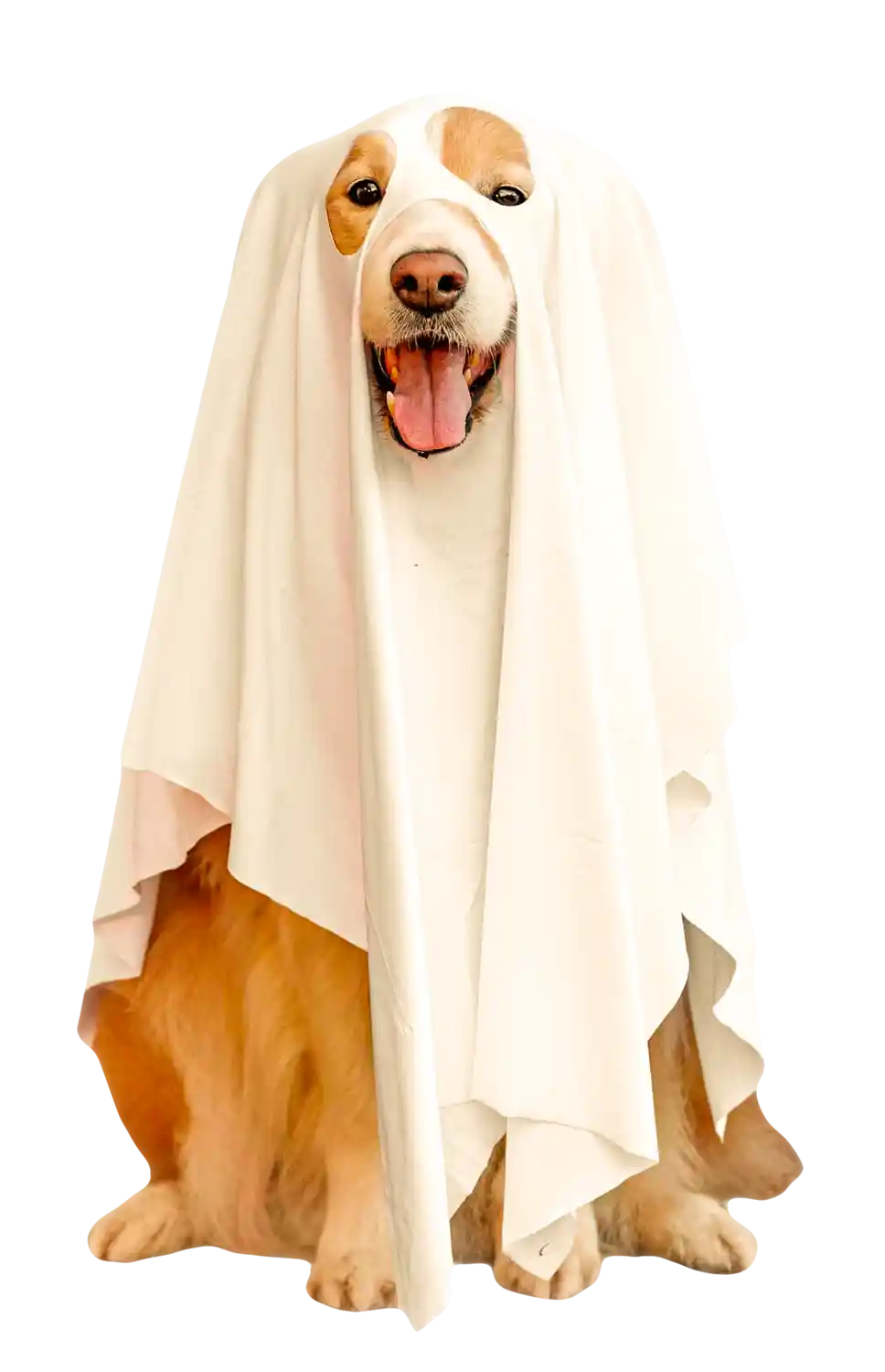 thumb for Spooky Pup Png Ghostly Golden Retriever Png Halloween Dog Costume Png Frightened Canine Png Costumed Pet Png Golden Retriever Wearing A White Sheet As A Ghost Costume Png