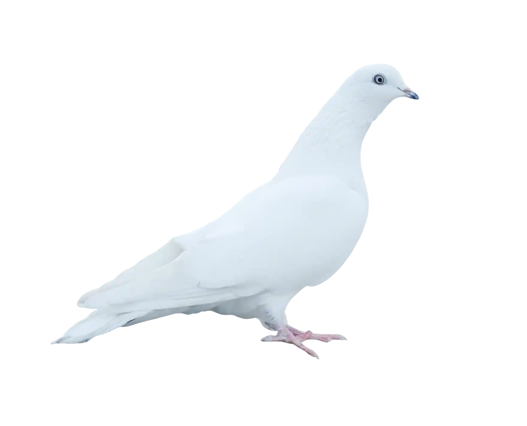 thumb for White Dove PNG