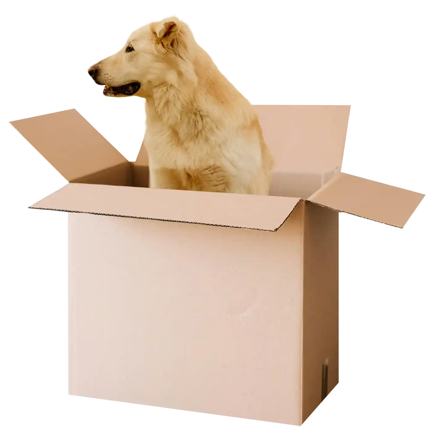 thumb for Cute Dog Sitting On Box PNG, Dog In A Box PNG, Dog In A Cardboard Box PNG, Boxed In Pup PNG, Golden Retriever In A Box PNG, Golden Retriever Sitting Inside A Cardboard Box PNG, Golden Retriever PNG