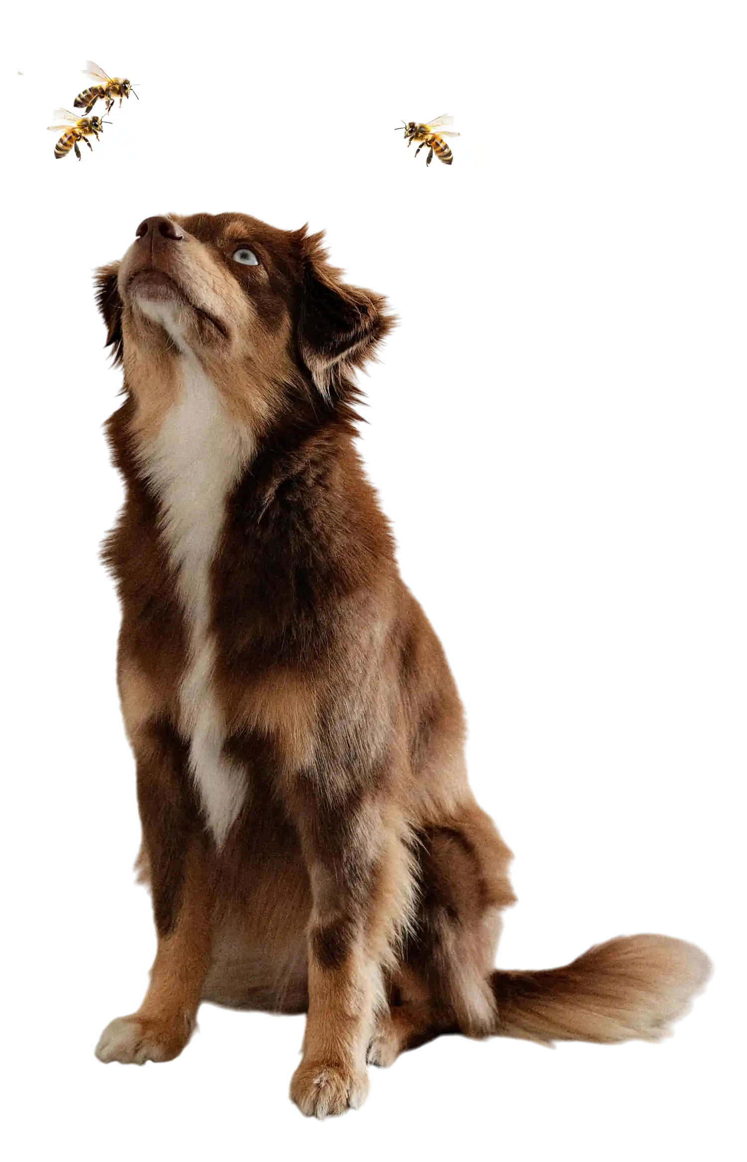 thumb for Australian Shepherd PNG, Dog PNG, Dog Staring At Bees PNG