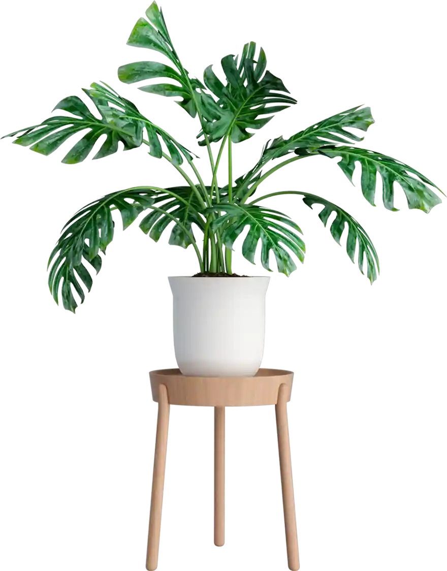 thumb for Monstera Deliciosa Plant On Wooden Stand PNG