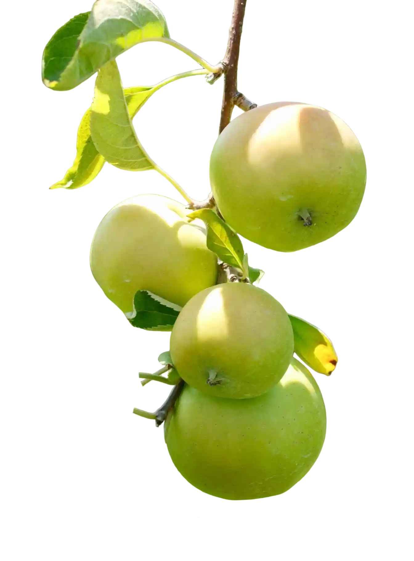 thumb for Green Apples Hanging From Tree Branch PNG