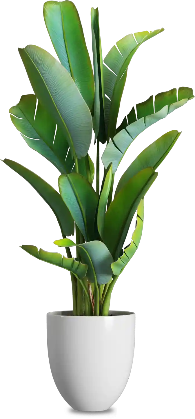 thumb for Bird Of Paradise Plant PNG