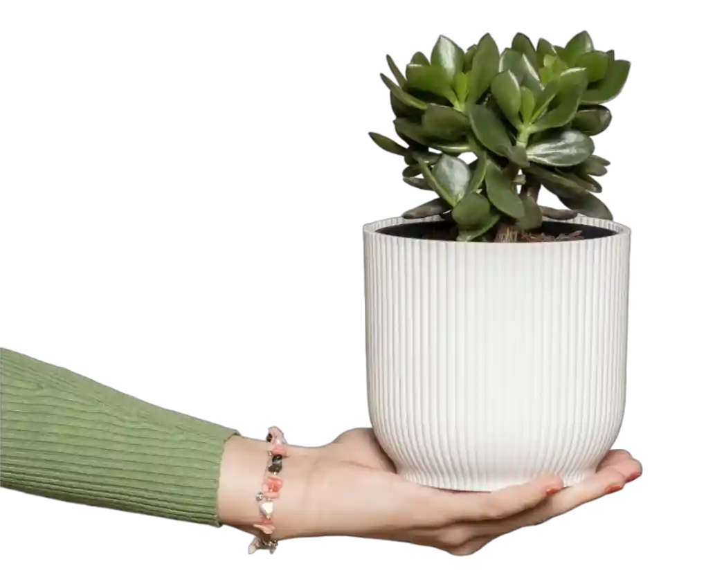 thumb for Jade Plant Pot PNG