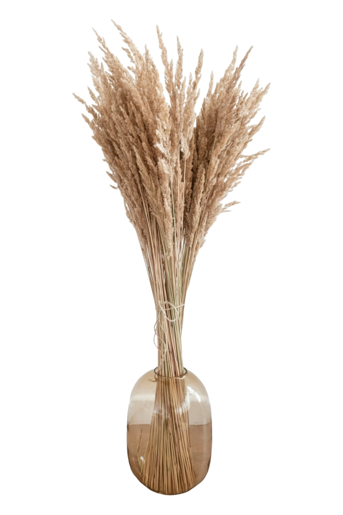 thumb for Dried Pampas Grass PNG