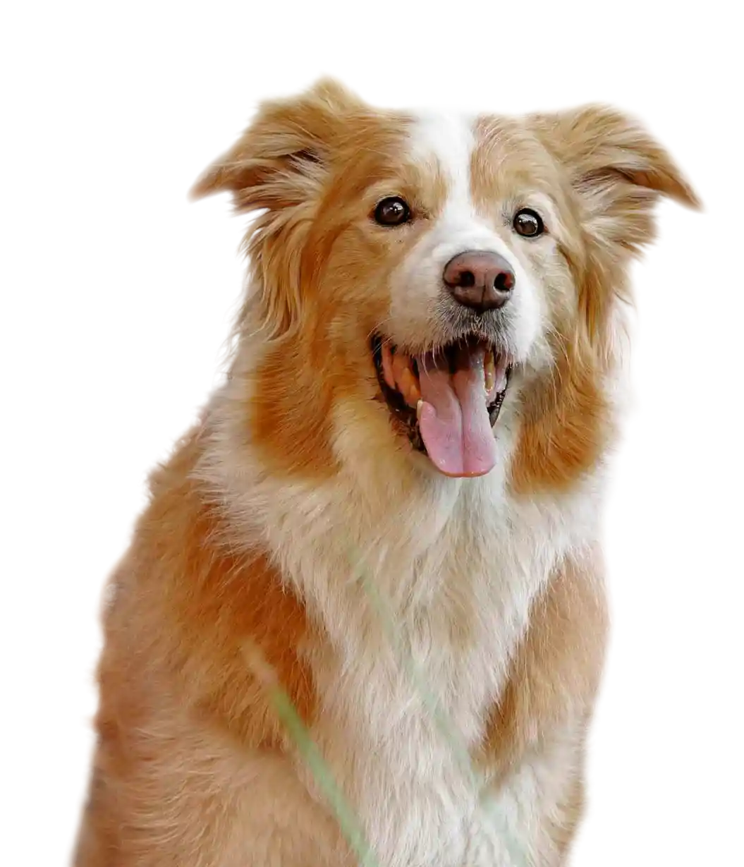 thumb for Border Collie Png Dog Png Happy Border Collie Png Playful Pup Png Border Collie Portrait Png Dog Smile Png Happy Border Collie Puppy Smiling Png