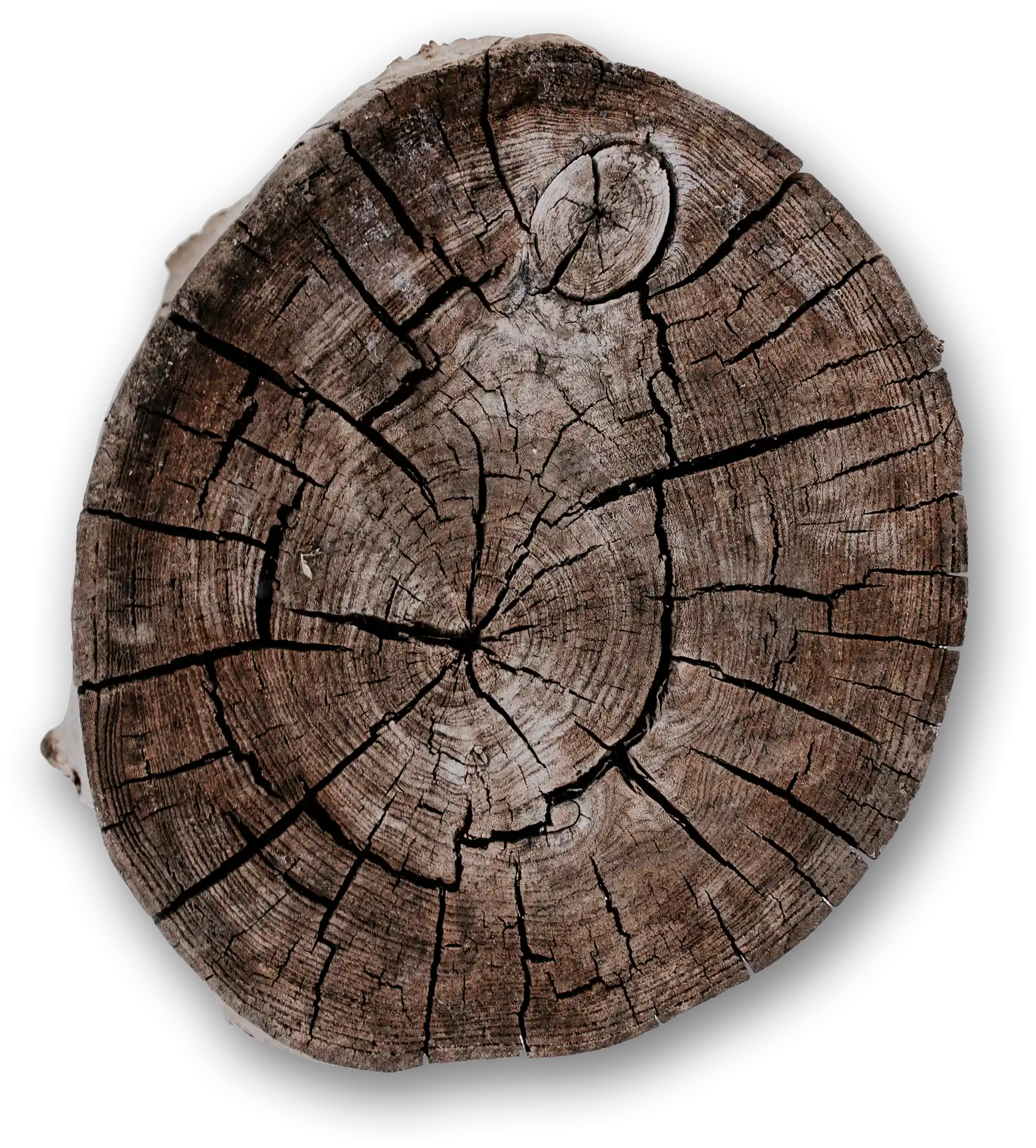 thumb for Tree Stump Top PNG