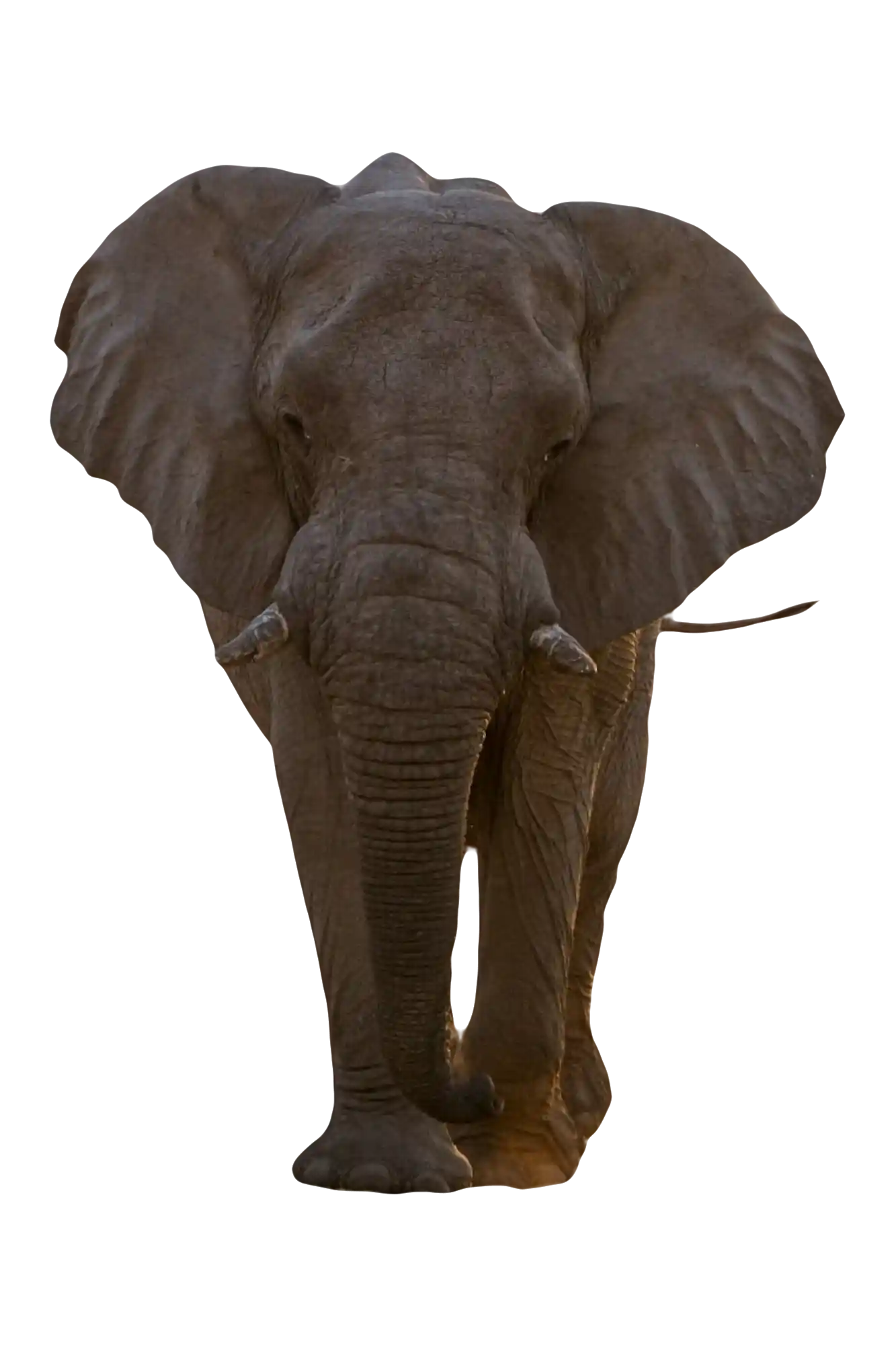 thumb for African Elephant PNG